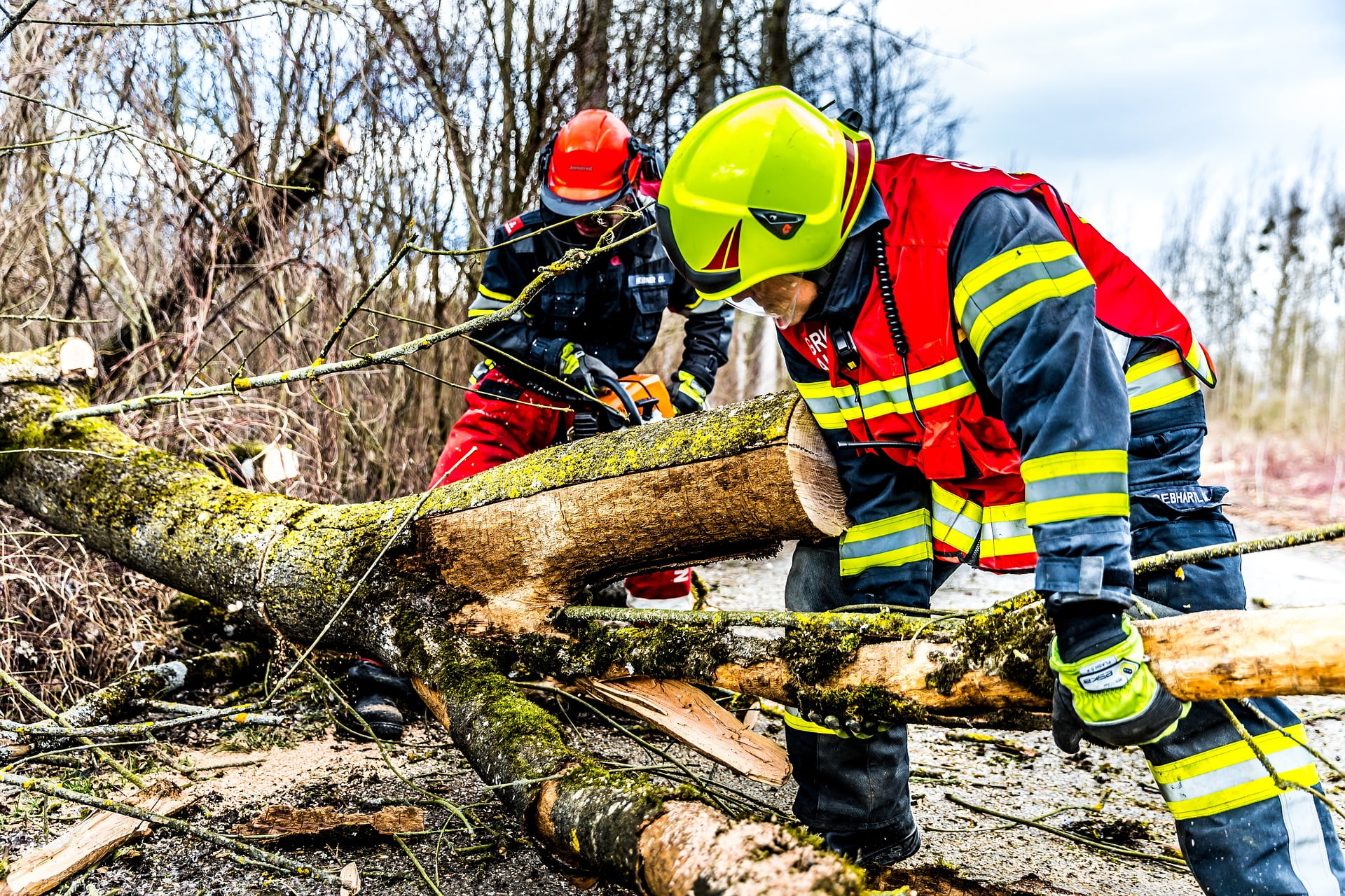 Understanding the Risks: The Importance of Removing Hazardous Trees ...